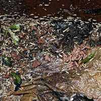 Free download What Causes Maggots video and edit with RedcoolMedia movie maker MovieStudio video editor online and AudioStudio audio editor onlin