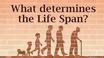 Free download What determines the Life Span? video and edit with RedcoolMedia movie maker MovieStudio video editor online and AudioStudio audio editor onlin