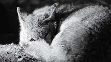 Free download Whats Your Spirit Animal? video and edit with RedcoolMedia movie maker MovieStudio video editor online and AudioStudio audio editor onlin