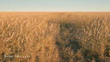 Free download Wheat field / cinema 4d / Forester plugin video and edit with RedcoolMedia movie maker MovieStudio video editor online and AudioStudio audio editor onlin