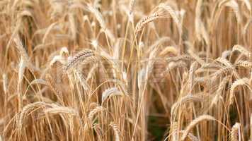 Free download Wheat Fields Stock Video video and edit with RedcoolMedia movie maker MovieStudio video editor online and AudioStudio audio editor onlin
