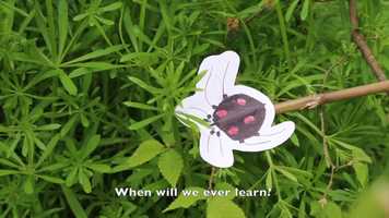 Free download Where have all the wildflowers gone? video and edit with RedcoolMedia movie maker MovieStudio video editor online and AudioStudio audio editor onlin