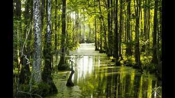 Free download where the crawdads sign 1080p video and edit with RedcoolMedia movie maker MovieStudio video editor online and AudioStudio audio editor onlin