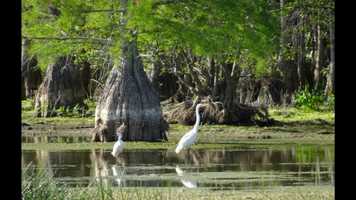 Free download where thge crawdads sing video and edit with RedcoolMedia movie maker MovieStudio video editor online and AudioStudio audio editor onlin