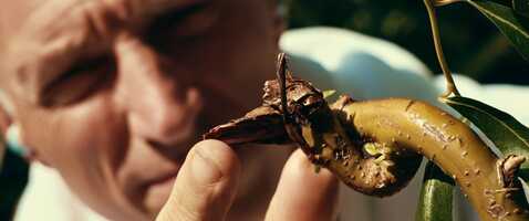 Free download WHITE AGONY Shortfilm Bande annonce Trailer video and edit with RedcoolMedia movie maker MovieStudio video editor online and AudioStudio audio editor onlin