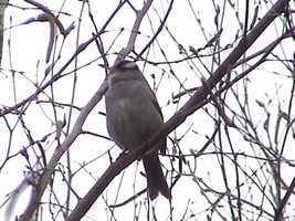 Free download White Crowned Sparrow Singing 001 video and edit with RedcoolMedia movie maker MovieStudio video editor online and AudioStudio audio editor onlin
