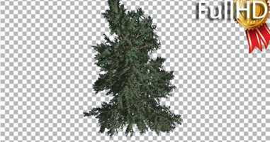 Free download White Fir Branchy Christmas Tree Coniferous | Motion Graphics - Envato elements video and edit with RedcoolMedia movie maker MovieStudio video editor online and AudioStudio audio editor onlin