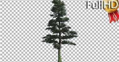 Free download White Fir Thin Christmas Tree Coniferous | Motion Graphics - Envato elements video and edit with RedcoolMedia movie maker MovieStudio video editor online and AudioStudio audio editor onlin