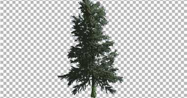 Free download White Fir Thin Trunk and Branches Coniferous | Motion Graphics - Envato elements video and edit with RedcoolMedia movie maker MovieStudio video editor online and AudioStudio audio editor onlin