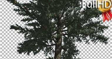 Free download White Fir Trunk and Branches Coniferous Evergreen | Motion Graphics - Envato elements video and edit with RedcoolMedia movie maker MovieStudio video editor online and AudioStudio audio editor onlin