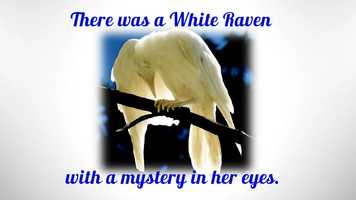 Free download White Raven 2020 video and edit with RedcoolMedia movie maker MovieStudio video editor online and AudioStudio audio editor onlin