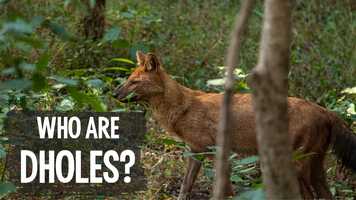 Free download Who are dholes? video and edit with RedcoolMedia movie maker MovieStudio video editor online and AudioStudio audio editor onlin