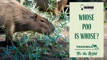 Free download Whose Poo Is Whose - Taronga Education - Science Week 2021 video and edit with RedcoolMedia movie maker MovieStudio video editor online and AudioStudio audio editor onlin