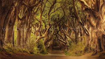 Free download Why Humans need plants  trees for life video and edit with RedcoolMedia movie maker MovieStudio video editor online and AudioStudio audio editor onlin