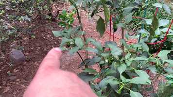 Free download Why Peppers Why video and edit with RedcoolMedia movie maker MovieStudio video editor online and AudioStudio audio editor onlin