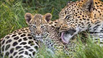 Free download Why the bond between a leopardess and her cubs is essential for survival video and edit with RedcoolMedia movie maker MovieStudio video editor online and AudioStudio audio editor onlin