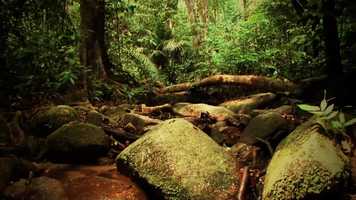 Free download Wild About | HD TRAILER video and edit with RedcoolMedia movie maker MovieStudio video editor online and AudioStudio audio editor onlin