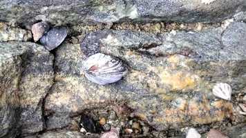 Free download Wild About Nature - Tide Pools video and edit with RedcoolMedia movie maker MovieStudio video editor online and AudioStudio audio editor onlin