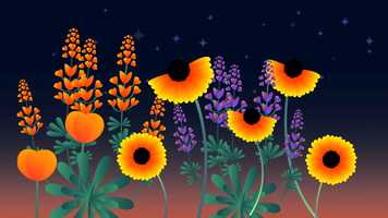 Free download WIldflower Infographic video and edit with RedcoolMedia movie maker MovieStudio video editor online and AudioStudio audio editor onlin