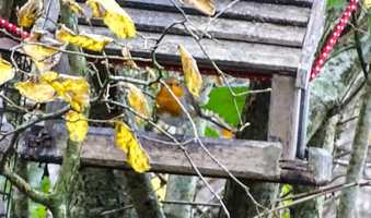 Free download Wildham  Inholmes video and edit with RedcoolMedia movie maker MovieStudio video editor online and AudioStudio audio editor onlin