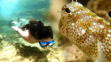 Free download WILD Hawaii - Official Trailer (2021) video and edit with RedcoolMedia movie maker MovieStudio video editor online and AudioStudio audio editor onlin