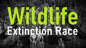 Free download Wildlife Extinction Race / Trailer... video and edit with RedcoolMedia movie maker MovieStudio video editor online and AudioStudio audio editor onlin
