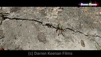 Free download Wildlife in Lockdown : Ant Attack video and edit with RedcoolMedia movie maker MovieStudio video editor online and AudioStudio audio editor onlin