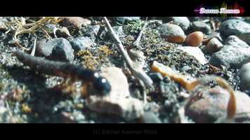 Free download wildlife in lockdown video and edit with RedcoolMedia movie maker MovieStudio video editor online and AudioStudio audio editor onlin