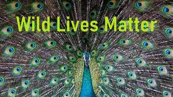 Free download WILD LIVES MATTER video and edit with RedcoolMedia movie maker MovieStudio video editor online and AudioStudio audio editor onlin