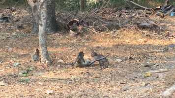 Free download Wild monkeys � playing around!!! video and edit with RedcoolMedia movie maker MovieStudio video editor online and AudioStudio audio editor onlin