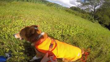 Free download Wiley straight line GOPR9671 video and edit with RedcoolMedia movie maker MovieStudio video editor online and AudioStudio audio editor onlin