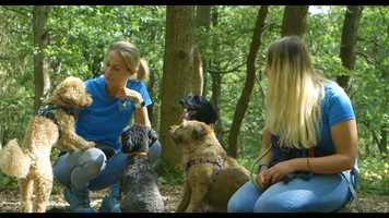 Free download Wimbledon Superdogs - Ad video and edit with RedcoolMedia movie maker MovieStudio video editor online and AudioStudio audio editor onlin