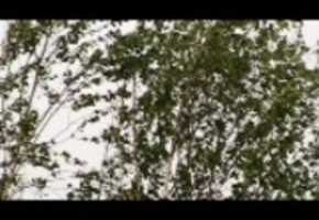 Free download Wind In The Trees 3 (Wide Screen) video and edit with RedcoolMedia movie maker MovieStudio video editor online and AudioStudio audio editor onlin