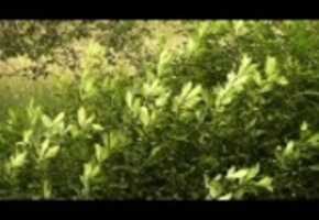 Free download Wind In Trees 2 (Wide Screen) video and edit with RedcoolMedia movie maker MovieStudio video editor online and AudioStudio audio editor onlin