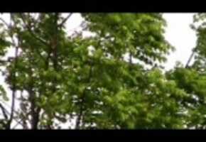 Free download Wind In Trees 4 (Wide Screen) video and edit with RedcoolMedia movie maker MovieStudio video editor online and AudioStudio audio editor onlin