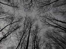 Free download windy-forest video and edit with RedcoolMedia movie maker MovieStudio video editor online and AudioStudio audio editor onlin