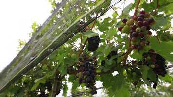 Free download Wineries Combo! video and edit with RedcoolMedia movie maker MovieStudio video editor online and AudioStudio audio editor onlin