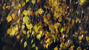 Free download Wings of Leaves video and edit with RedcoolMedia movie maker MovieStudio video editor online and AudioStudio audio editor onlin