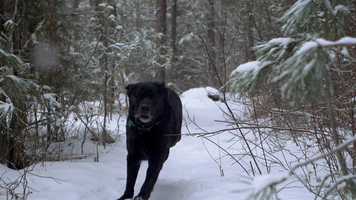 Free download Winter Jaunt In Missoula video and edit with RedcoolMedia movie maker MovieStudio video editor online and AudioStudio audio editor onlin