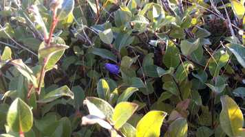 Free download Winter Semester 2021 Plant Ecology (BIOL 3290 4.0) at York University video and edit with RedcoolMedia movie maker MovieStudio video editor online and AudioStudio audio editor onlin