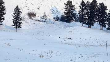 Free download Winter Wolves 2020 video and edit with RedcoolMedia movie maker MovieStudio video editor online and AudioStudio audio editor onlin