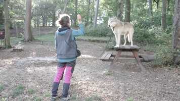 Free download Wolf Science Center Ernstbrunn (Wolf Chitto mit Trainerin Kathi) video and edit with RedcoolMedia movie maker MovieStudio video editor online and AudioStudio audio editor onlin