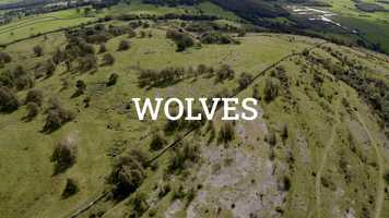 Free download Wolves video and edit with RedcoolMedia movie maker MovieStudio video editor online and AudioStudio audio editor onlin