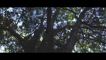 Free download Wonder Spoken Word Video video and edit with RedcoolMedia movie maker MovieStudio video editor online and AudioStudio audio editor onlin