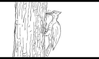 Free download Woodpecker Pecking Drawing 2D Animation video and edit with RedcoolMedia movie maker MovieStudio video editor online and AudioStudio audio editor onlin