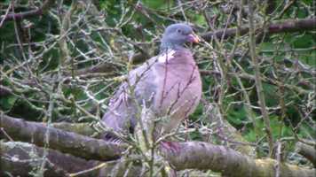 Free download Wood pigeon calling - Ringeltaube ruft video and edit with RedcoolMedia movie maker MovieStudio video editor online and AudioStudio audio editor onlin