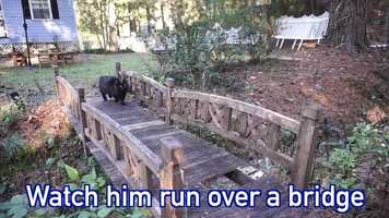 Free download Worf The Cat video and edit with RedcoolMedia movie maker MovieStudio video editor online and AudioStudio audio editor onlin