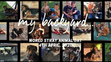 Free download World Stray Animal Day 2020 video and edit with RedcoolMedia movie maker MovieStudio video editor online and AudioStudio audio editor onlin