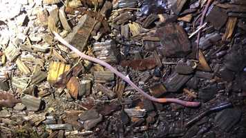 Free download Worms at Night (no voice) video and edit with RedcoolMedia movie maker MovieStudio video editor online and AudioStudio audio editor onlin