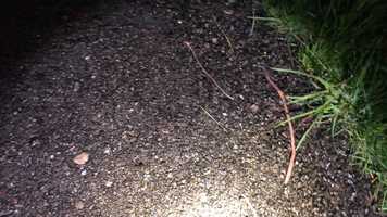 Free download Worms in Rain (no voice) video and edit with RedcoolMedia movie maker MovieStudio video editor online and AudioStudio audio editor onlin